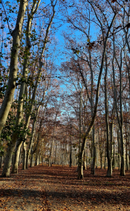 Paseos de invierno por la Devesa.
