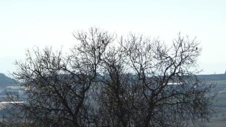 ¿Dónde están los tres pájaros?
