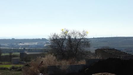 Solución al Reto visual de los tres pájaros.