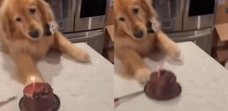 La original celebración de cumpleaños de su mascota a punto estuvo de acabar muy mal