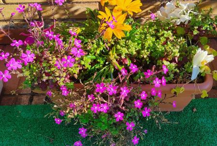 Invierno primaveral en Igualada.