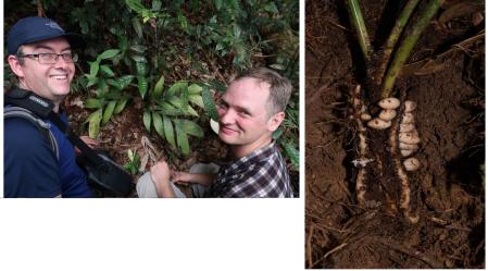 .William Baker (izq.) y Peter Petoe, coautores del estudio, junto a un ejemplar de la palmera 'P. subterranea'  .