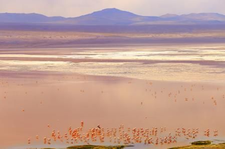 Laguna Colorada, junto al salar de Uyuni
