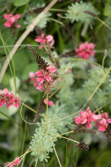 09. 'Indigofera abbottii'  .