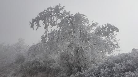 Niebla engelante en la vegetación en Pinós.