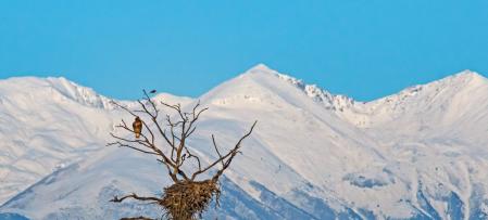 Dos pájaros con el Canigó nevado al fondo.