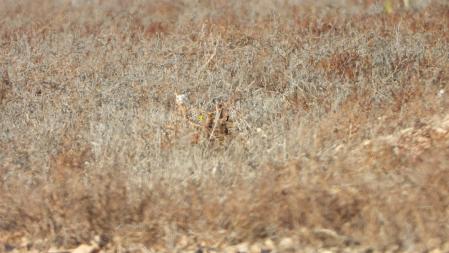 Las dos perdices que buscábamos.