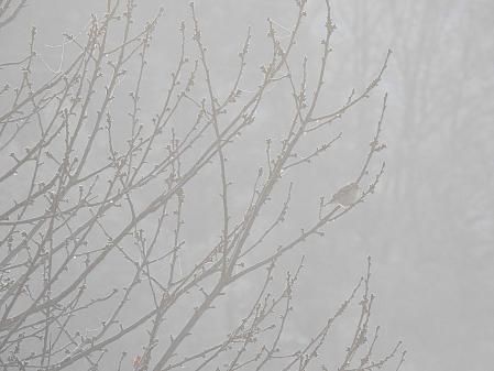 Niebla en Campdevànol.