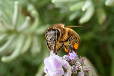 Abeja en el huerto medieval del monasterio de Pedralbes de Barcelona.