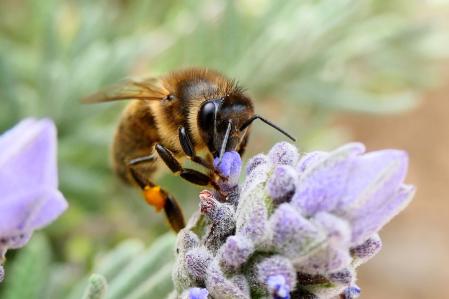 Abeja en el huerto medieval del monasterio de Pedralbes de Barcelona.