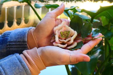 Desechos de tallos de acelga como si fueran rosas.