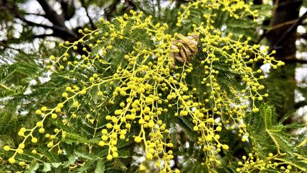 La vistosa acacia en invierno.