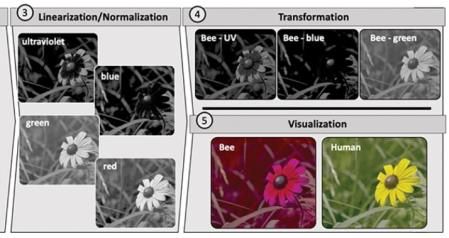 Tratamiento de imágenes con el nuevo sistema y resultado comparativo de percepción de las abajas en comparación con la vista humana  .