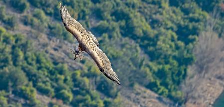 Buitre leonado transportando ramas para hacer el nido en los abismos de Les Avellanes i Santa Linya.