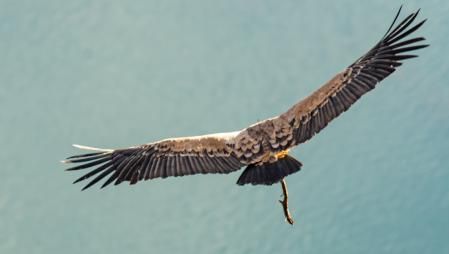 Buitre leonado transportando ramas para hacer el nido en los abismos de Les Avellanes i Santa Linya.