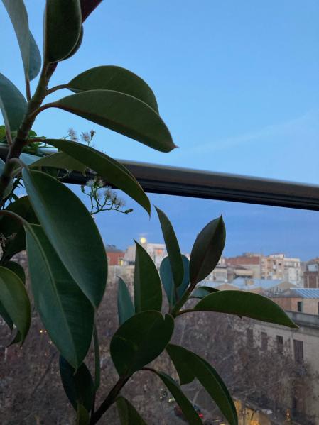 Luna llena del lobo desde el balcón, en Barcelona.