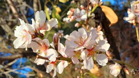 Los almendros en flor de Ullastrell.