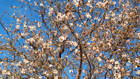 Los almendros en flor de Ullastrell.
