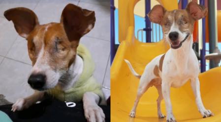 El dueño de Concha ha compartido su historia en TikTok.