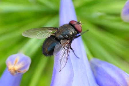 Mosca con las flores de agapanto.