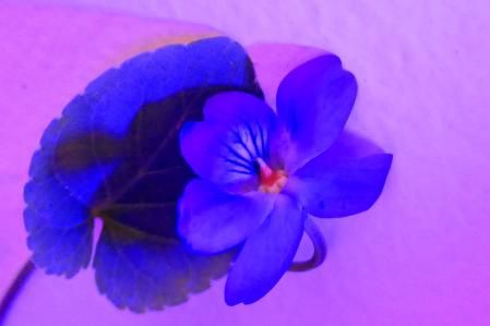 Violeta silvestre en enero.