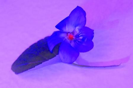 Violeta silvestre en enero.