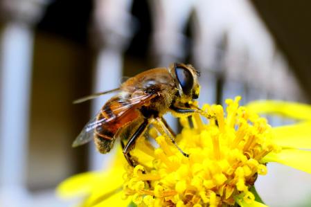 Sírfido polinizando en el claustro del monasterio de Pedralbes.