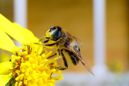 Sírfido lleno de polen.