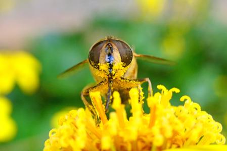 Sírfido en la flor de boina de vasco.