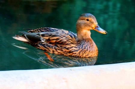 Cuaca, refrescándose en el estanque.