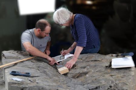 Matt Simson y Patricia Gensel .dos de los investigadores, trabajando en uno de los fósiles de la nueva especie de árbol  .