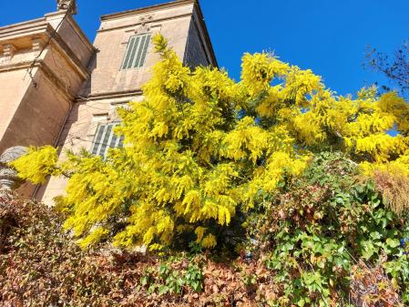 Las mimosas de la Casa Almirall.