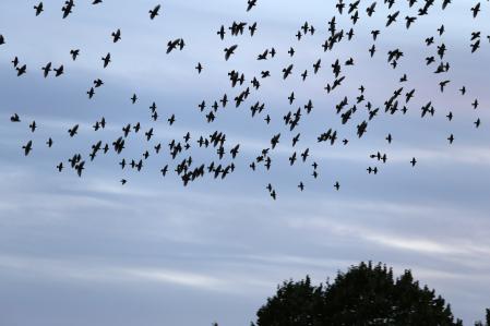 SALT 12/10/13 ESTORNELLS ESTORNINOS QUE ESTOS DIAS VUELAN EN MANADA PARA POSARSE EN LOS ARBOLES DE LOS NUCLEOS URBANOS ( AGUSTI ENSESA - LV )