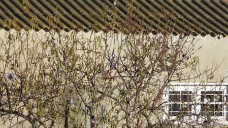 Solución al Reto visual de los jilgueros.