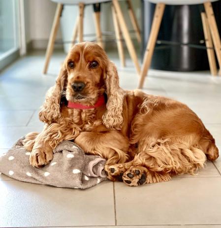 Juano el perro de la 'influencer' Tasty Hunting