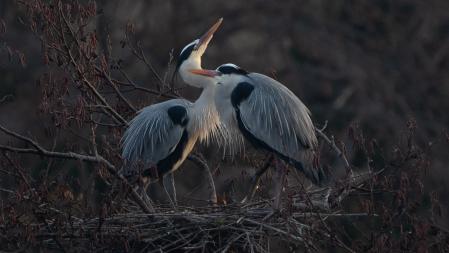 Escenas románticas de la garza real en el Ter.