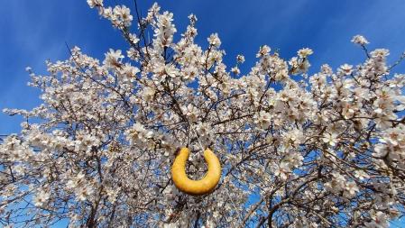 Butifarra de huevo colgada de un almendro en flor por el Dijous Gras.