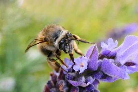 Abeja de patas peludas.