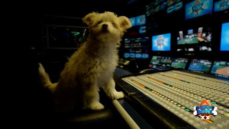 Hasta el equipo técnico son cachorros, como el realizador del programa