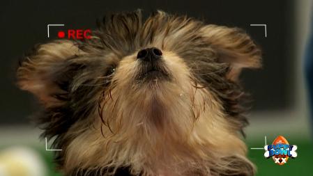 Los cachorros están en adopción y todos encuentran hogar al finalizar la Puppy Bolw