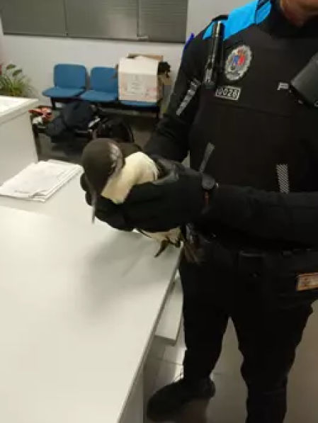 Un agente de la Policía Local de Castrillón con una de las aves que ha sobrevivido