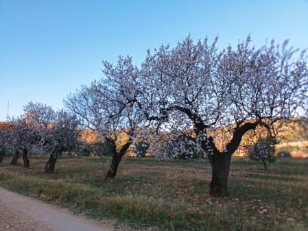 Almendro en flor en Alcorisa.