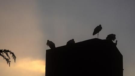 Cigüeñas entre la niebla en Manlleu.