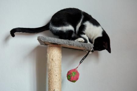 Un gato jugando sobre un rascador.