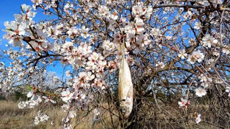 Entierro de la sardina.