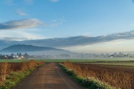 El 'verdeo' en los campos de Sant Antoni de Vilamajor.