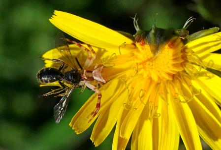 La araña cangrejo con su presa.