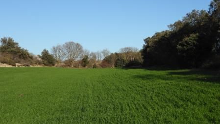 Reto visual: ¿Puedes ver al conejo?