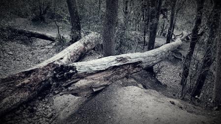 Tala de árboles en Collserola.