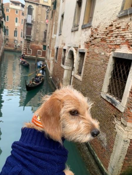 Lia, la perrita del actor Alex O’Dogherty, en su viaje a Venecia